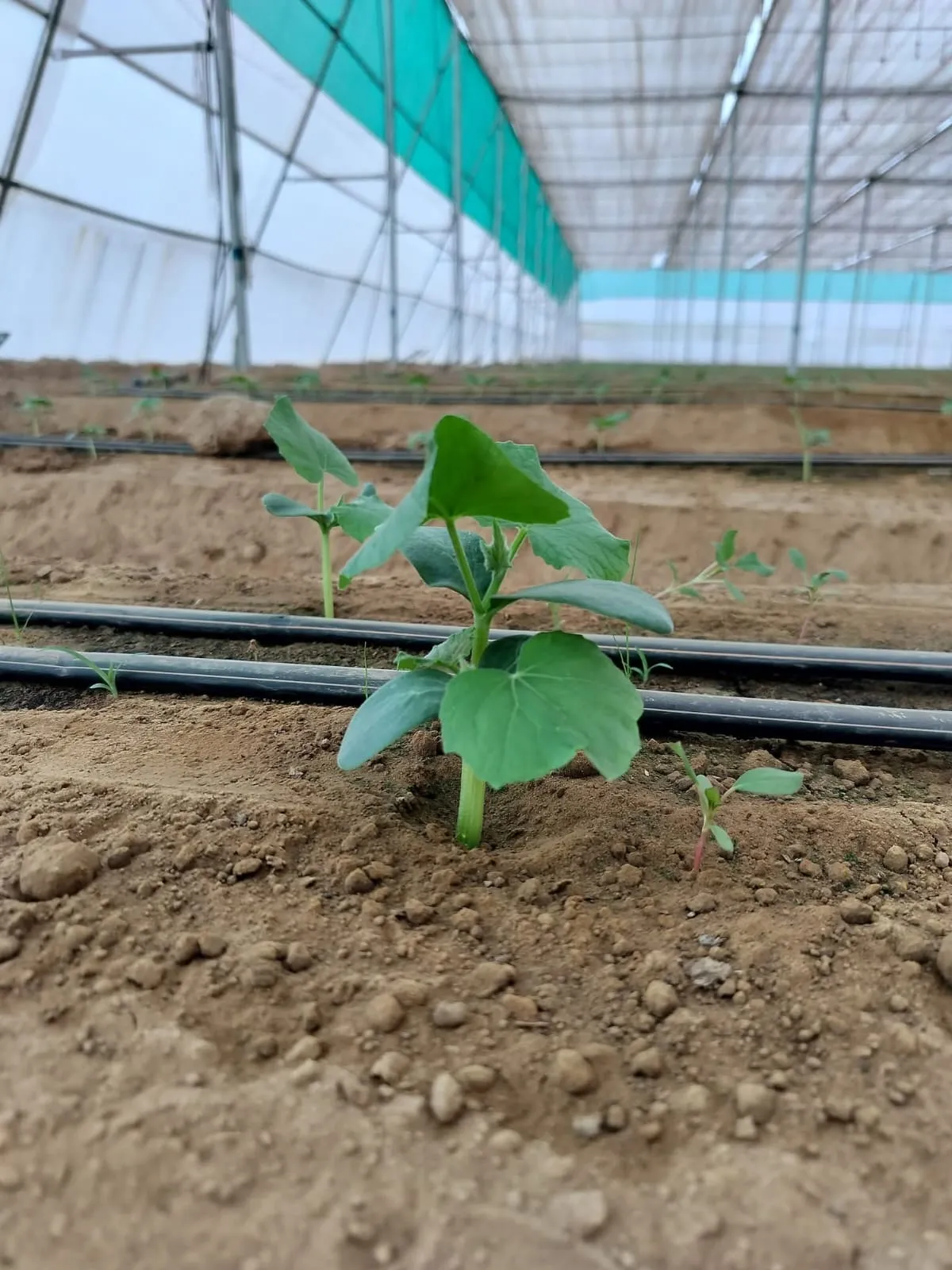 ICON Horticulture Field Work - Polyhouse & Net House Construction